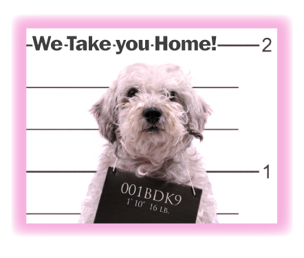 Welcome to Lipstick Bail Bonds serving all of California. We take you home.